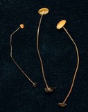 Marasmius nummularius image
