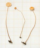 Marasmius nummularius image