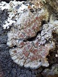 Degelia plumbea image