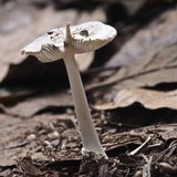 Amanita sect. Vaginatae image
