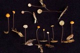 Marasmius nummularius image