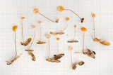 Marasmius nummularius image