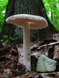 Amanita onusta image