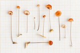 Marasmius brunneoaurantiacus image