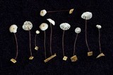 Marasmius somalomoensis image