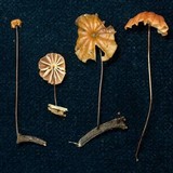 Marasmius brunneoaurantiacus image