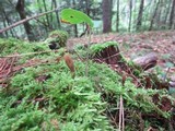 Microglossum fumosum image