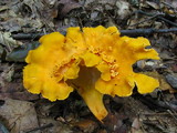 Cantharellus lateritius image