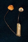 Marasmius brunneoaurantiacus image