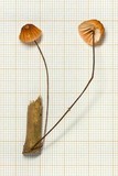 Marasmius brunneoaurantiacus image