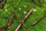 Marasmius madagascariensis image
