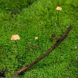 Marasmius madagascariensis image