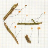Marasmius madagascariensis image