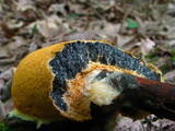 Fuligo septica image