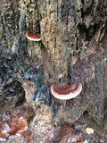 Ganoderma lobatum image