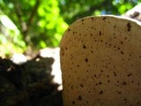 Ganoderma lobatum image