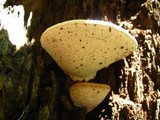 Ganoderma lobatum image