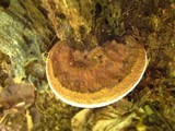 Ganoderma lobatum image