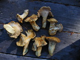 Cantharellus subalbidus image