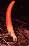 Mutinus elegans image