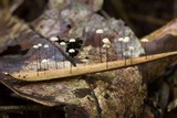 Marasmius rotalis image