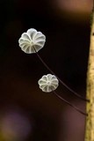 Marasmius rotalis image