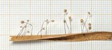 Marasmius rotalis image
