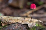 Marasmius haematocephalus image