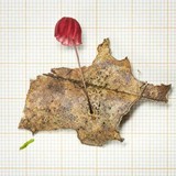 Marasmius haematocephalus image