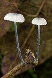 Tetrapyrgos atrocyanea image