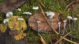 Tetrapyrgos atrocyanea image
