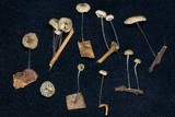 Tetrapyrgos atrocyanea image