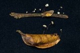 Marasmius rotalis image