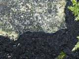 Placynthium nigrum image
