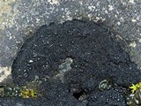 Placynthium nigrum image