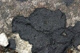 Placynthium nigrum image