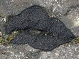 Placynthium nigrum image