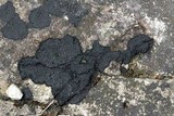 Placynthium nigrum image