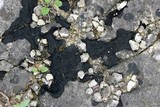 Placynthium nigrum image