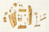 Marasmius apatelius image