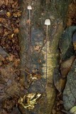 Marasmius megistus image