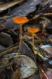 Marasmius corrugatiformis image