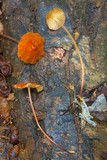 Marasmius corrugatiformis image