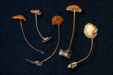 Marasmius corrugatiformis image