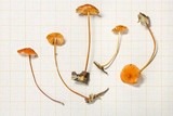 Marasmius corrugatiformis image