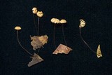 Marasmius somalomoensis image