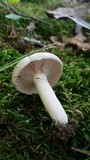 Lactarius subvernalis image