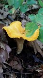 Cantharellus phasmatis image