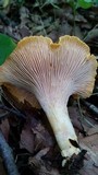 Cantharellus phasmatis image