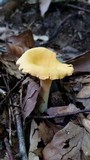 Cantharellus phasmatis image